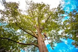 Best Lawn Renovation and Restoration  in Calvert City, KY