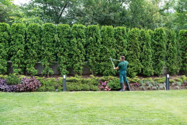 How Our Tree Care Process Works  in  Calvert City, KY