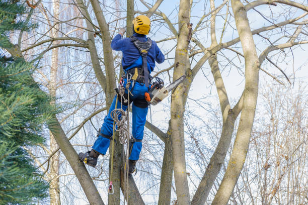 Best Root Management and Removal  in Calvert City, KY