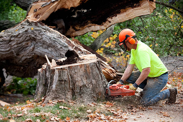Best Seasonal Cleanup (Spring/Fall)  in Calvert City, KY