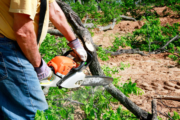 Best Tree Health Inspection  in Calvert City, KY